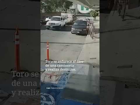 Toro se enfurece al caer de una camioneta y destroza una moto y un auto en Michoacán | N+ thumbnail