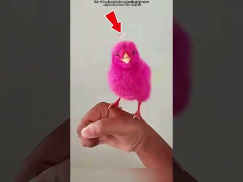 Mały szczurek, wielkie serce!#viralvideo thumbnail