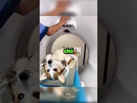 Những Loài Động Vật Khi Đi Chụp CT ? thumbnail