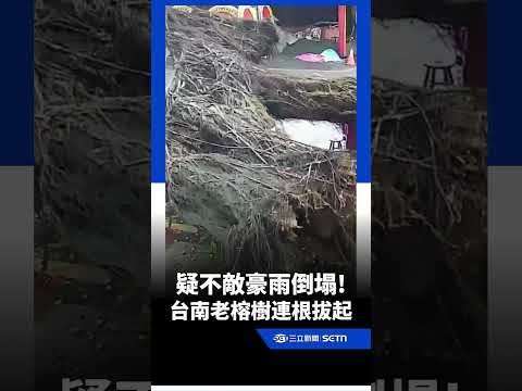 疑不敵豪雨倒塌!台南老榕樹遭連根拔起｜三立新聞網 SETN.com thumbnail