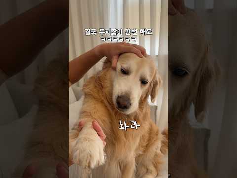 과일 깎다가 리트리버가 멱살 잡힌 이유 ㅋㅋㅋ thumbnail