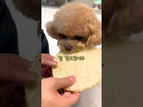 뻥튀기 먹어보라고 했더니 천재견 반응ㅋㅋㅋ #시트콤 thumbnail
