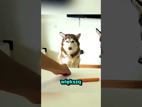 Nie uwierzysz co ten pies zrobił dla swojej ukochanej! thumbnail