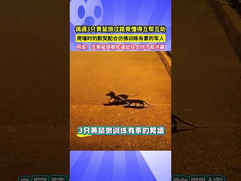 偶遇3只黃鼠狼過路竟懂得互幫互助，爬牆時的默契配合彷彿訓練有素的軍人，網友：連黃鼠狼都知道團隊合作才能共贏！#shorts thumbnail