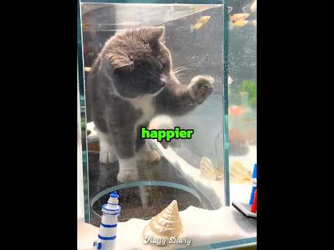 This cat loves watching fish ??? thumbnail