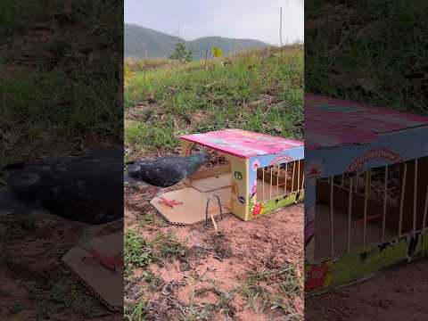 Beautiful Unique Bird Trap Using Cardboard Box #youtubeshorts thumbnail