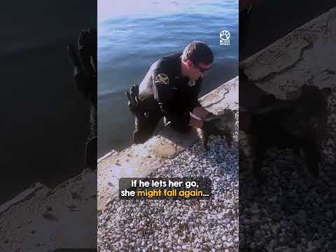 Officer gently rescues terrified opossum stuck on ledge 👏❤️ thumbnail