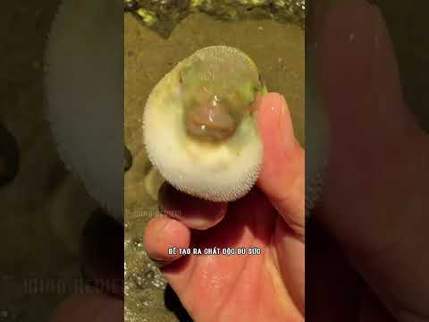 Con người ăn tất cả mọi thứ bất kể động vật tiến hóa như thế nào #shorts thumbnail