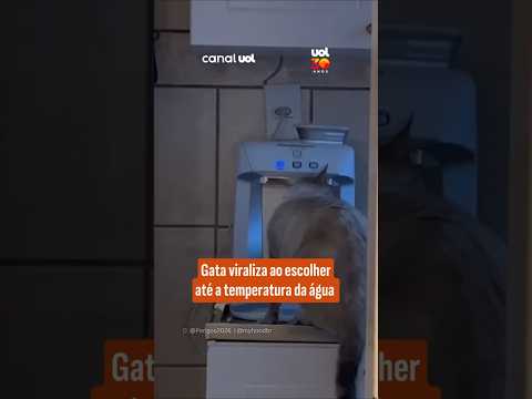 Gata viraliza ao escolher até a temperatura da água thumbnail