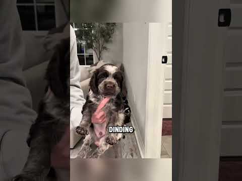 Anak-anak anjing ini bersembunyi dibelakang sofa ? thumbnail