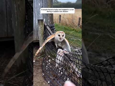 A couple found a baby owl trapped in a net during a sudden rain shower#shorts thumbnail