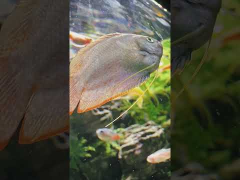 When you make everything a film subject #photography #smartphone #mobilephotography #aquarium thumbnail