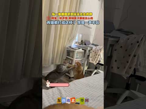 两只猫都打成这样了，愣是一声不吭，也是硬汉啊！ thumbnail