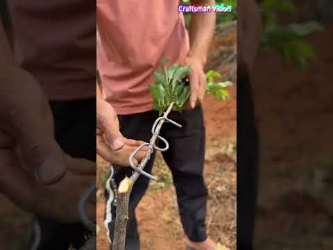 Fruit Tree Branch Bending Skills thumbnail