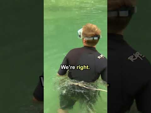 How We Fix Leak In Crocodile Enclosure Pool! ?  #crocodile #reptile #shorts thumbnail
