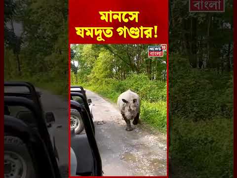 মানসে যমদূত গণ্ডার! অল্পের জন্য রক্ষা পর্যটকদের | #shorts thumbnail