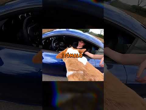 Un motociclista salvó a un cachorro? #bike #moto #bikelover thumbnail