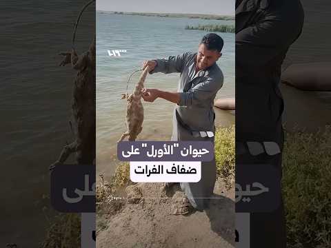 ارتفاع الفرات يكشف حيوان "الأورل" على ضفاف النهر thumbnail
