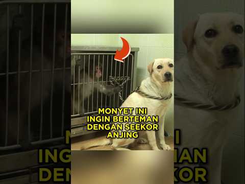 Monyet Kesepian Ini Akhirnya Bisa Merasa Aman Lagi ?? #shorts #monyet #anjing thumbnail