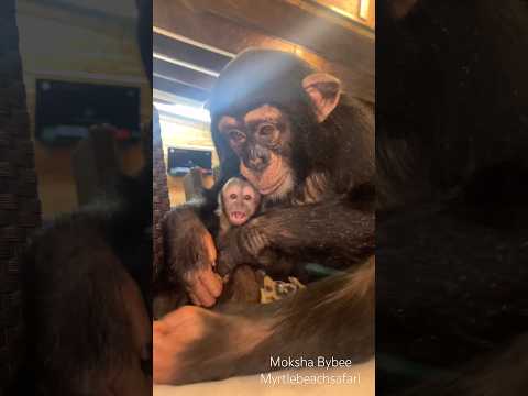 Angada is so #loving and #protective of #her #chimp #monkey thumbnail