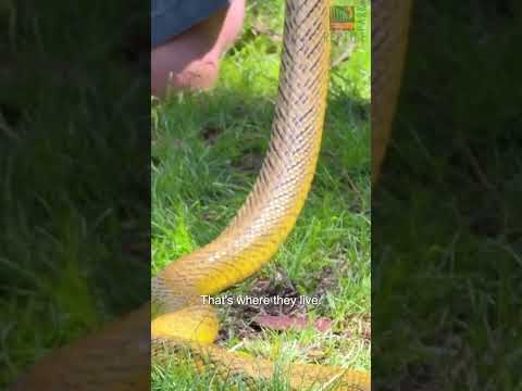 1 Drop Of Venom Could Kill A Horse ? #snakes #australia #shorts thumbnail