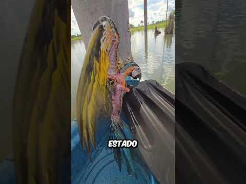 Este HOMBRE salvó a ESE PEQUEÑO LORO en el ÚLTIMO momento, pero no creerás lo que OCURRIÓ después. thumbnail