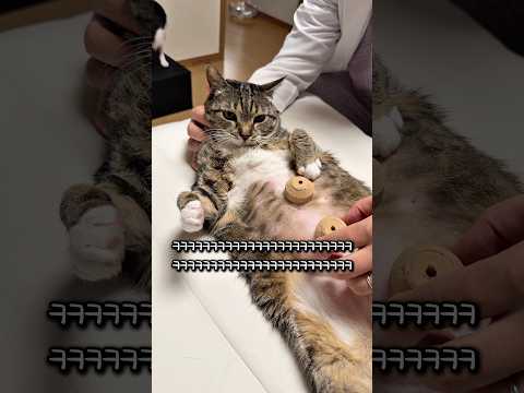 쑥뜸 뜨는 고양이 thumbnail