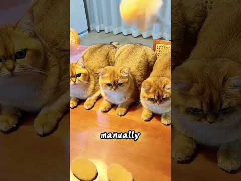 Owner Turned Shed Cat Hair Into Adorable Slippers thumbnail