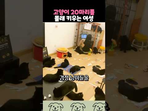고양이 20마리를 몰래 키우는 여성 thumbnail
