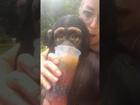 #boba #yummy #drink #chimp #cute thumbnail