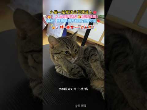 小貓一定知道自己很迷人吧🤣 🐱：人 為咪小咪叭🥰 別指我嗷💥 網友：好貓壞貓不知道 但是好可愛🥰 #cat #cute #funny #shorts #funnyshorts thumbnail