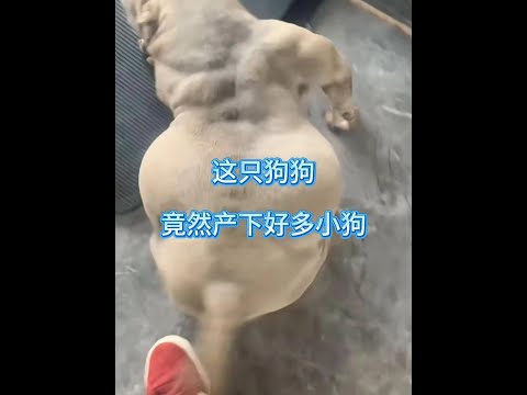 小狗的故事 #動物故事 #小狗 thumbnail