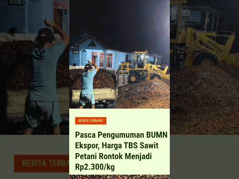 Ini baru rencana guys, tapi efeknya langsung terasa, seperti makan cabe #sawit #palmoil #cpo thumbnail