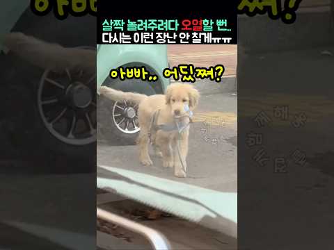 살짝 놀려주려다 오열할 뻔.. 다시는 이런 장난 안 할게ㅠㅠ thumbnail