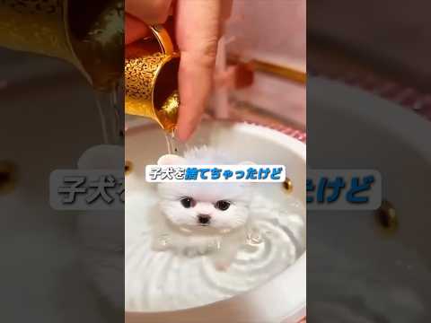 小さくて可愛い子犬 thumbnail
