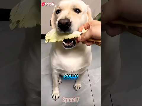 ¡Rocky No Quería El Pollo Pequeño Y Recibió Una Sorpresa! 😲🍗 thumbnail
