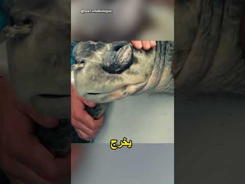 ما سحبوه من أنفها صدم الجميع! 🐢💔 لحظة تحبس الأنفاس thumbnail
