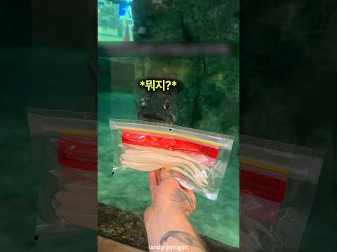 물고기에게 직접 미끼를 고르게 하면 벌어지는 일 🐟 thumbnail