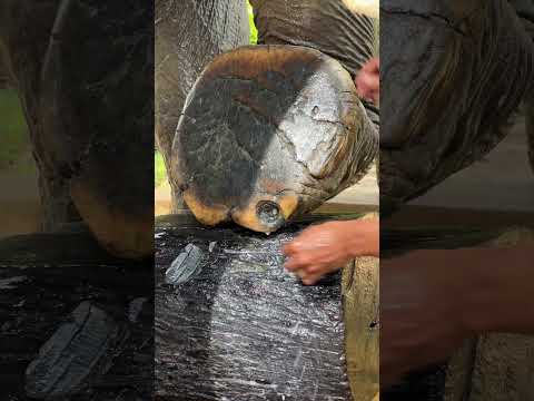 One of Chi Youl toe need to be clean everyday 😍❤️🐘 #elephant #keffamily #kef #chimean thumbnail