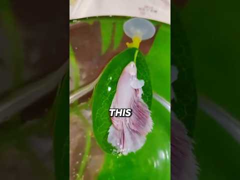 Why Sleepy Betta Fish Climb Onto Leaves 🙂‍↕️#fyp #Aquascape #SleepyFish thumbnail