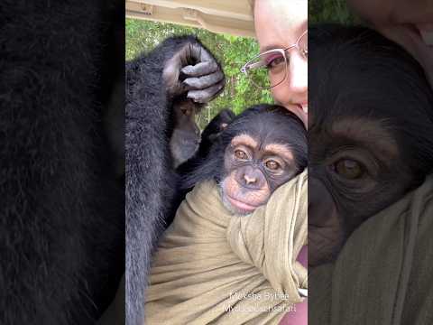 POV: self-care, but make it jungle edition 🐒💛 #chimp #gibbon #love #spa #spaday thumbnail