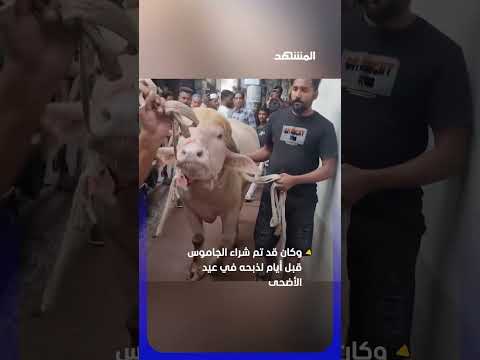 الجاموس الشهير في بنغلادش ينجو من الذبح thumbnail