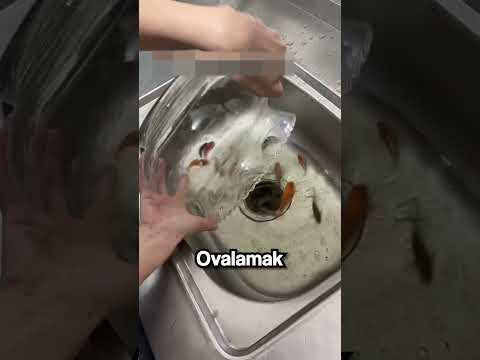 Bütün Balığı Lavaboya Döktü(!) (@nhungthuvotrine) thumbnail