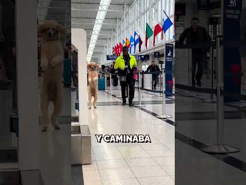 ¡Este perro camina como un humano! 🐶😱 thumbnail