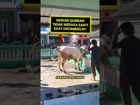 Hewan Qurban Tidak Merasa Sakit Saat Dis3m b3l1h #shorts thumbnail