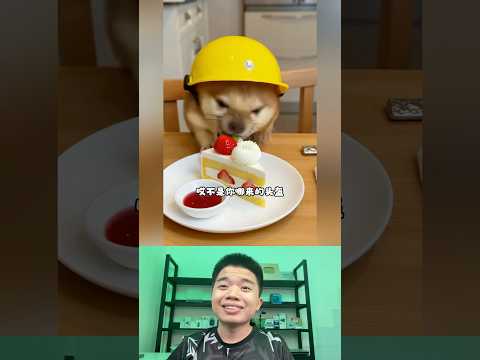 What The Dog Doing P185: PiPi LaBu IQ Vô Cực thumbnail