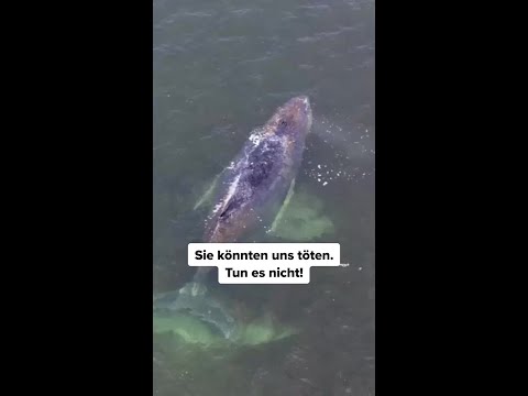 40 Tonnen Sanftmut thumbnail