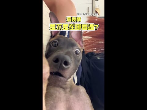 【神複製Emoji】汪星人驚覺被偷拍！　嘴巴嚇成三角形呆萌表情融化網友 #Shorts thumbnail
