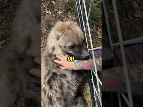 Pet Hyena ? @texaswildlifepark thumbnail