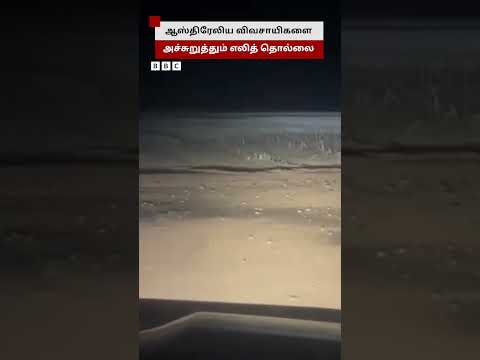 ஆஸ்திரேலிய விவசாயிகளை அச்சுறுத்தும் எலித் தொல்லை thumbnail